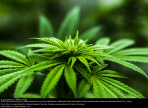 Read more about the article Medical Marijuana Opens a Growing Market